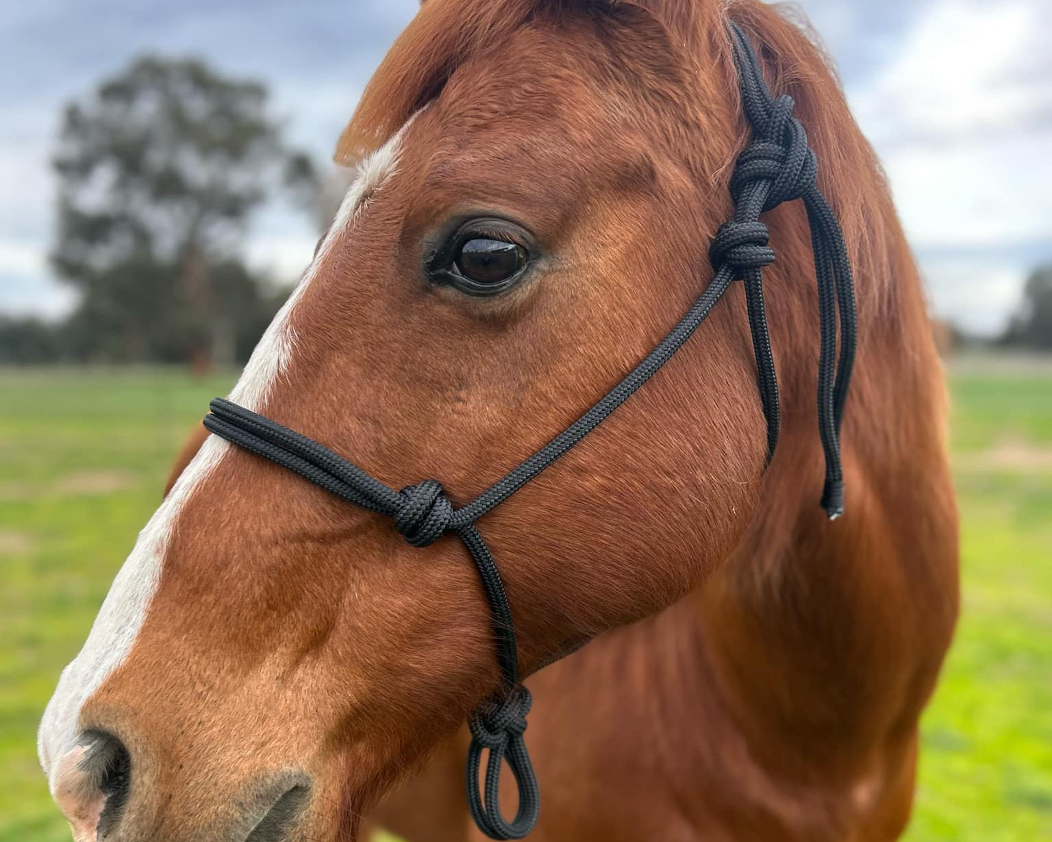 Louievale Equine handmade horse tack