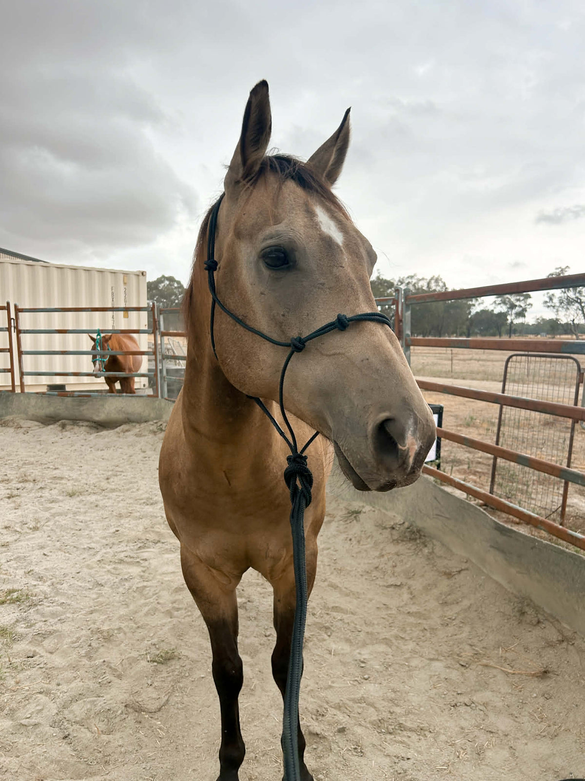 Genuine Stiff Rope Knotted Halter