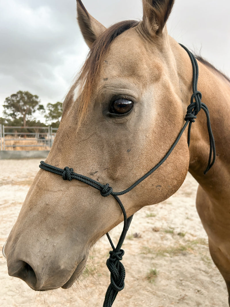 Genuine Stiff Rope Knotted Halter