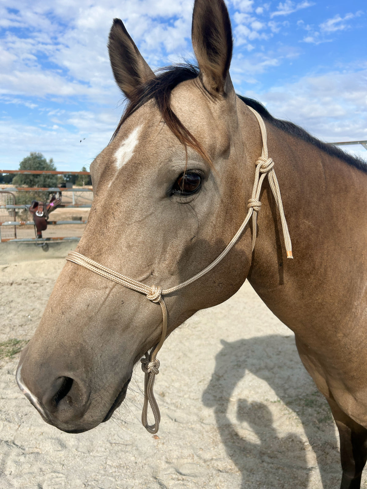 Standard Marine Rope Halter