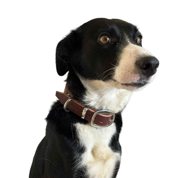 Leather Dog Collar