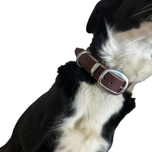 Leather Dog Collar