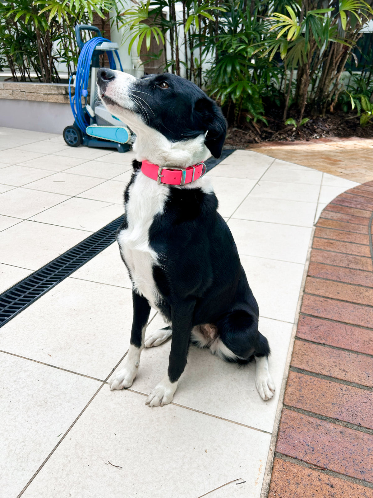 Biothane Dog Collar