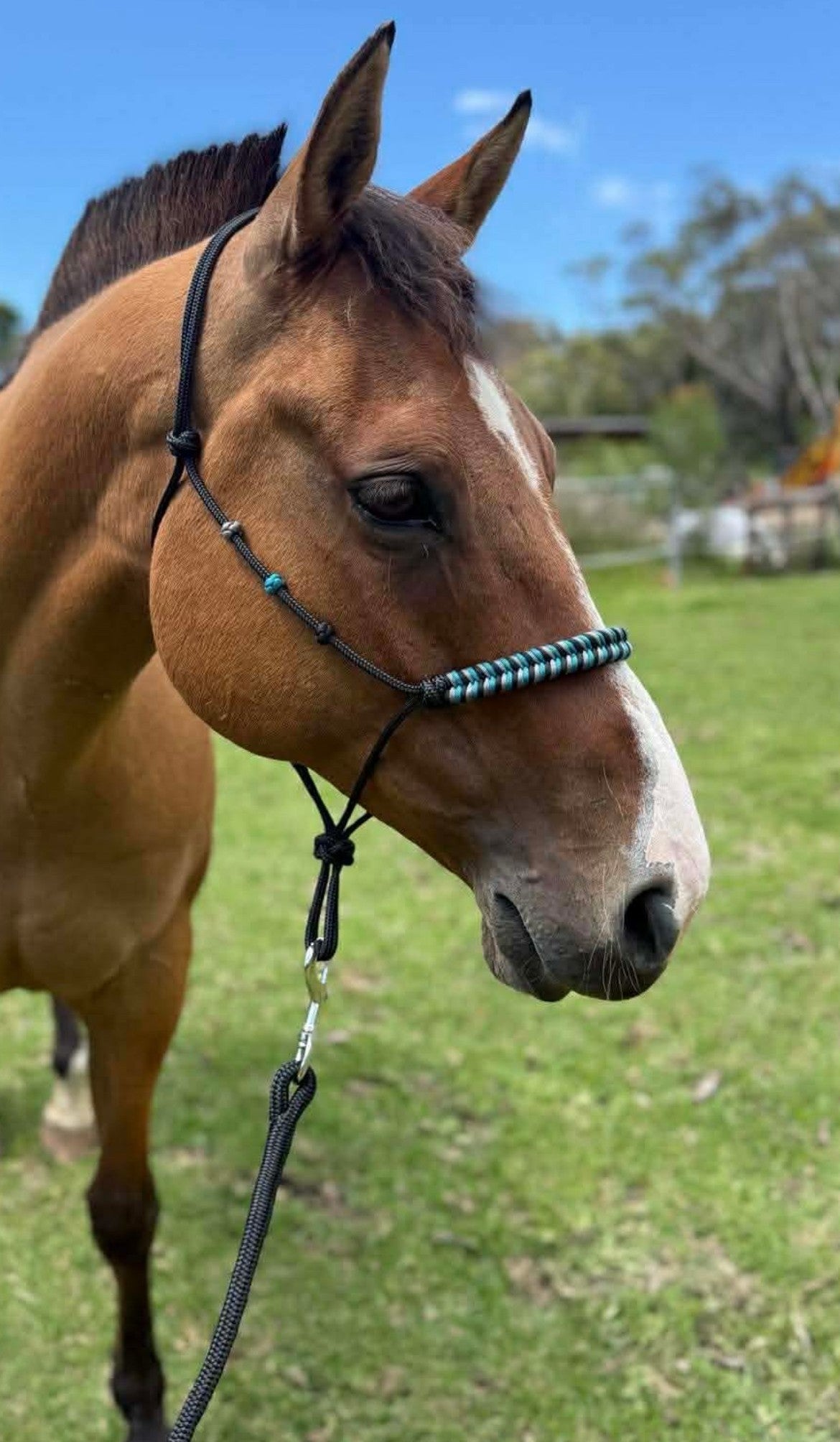 Premium Paracord Braided Halter + Lead Set